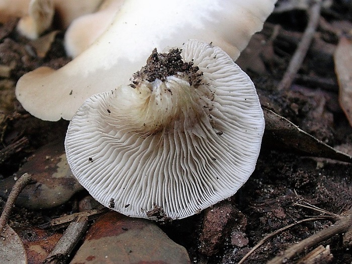 875 Dicembre vecchio ritrovamento